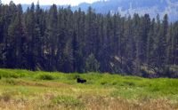 Moose in Teton Wilderness